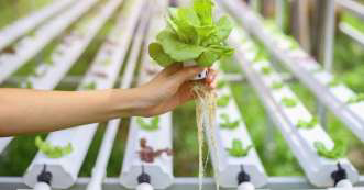 A hand lifting a lettuce plant to show bare roots grown in water