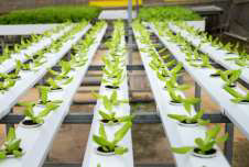 Rows of transplant cups sitting in hydroponic channels fed by nutrient solution